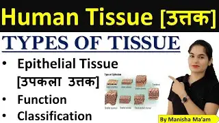 Tissue in hindi | Types of human tissue | उत्तक | Epithelial tissue | Classification | Function