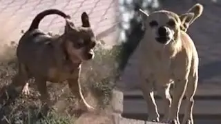 Tiny Terror – Arizona Town Terrorized by Packs of Stray Chihuahuas