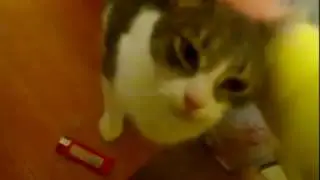 Кошечка Дюша ищет дом (Москва и МО)