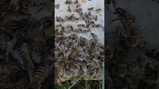 Пчелиные драмы 