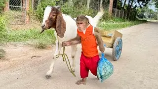 So Obedient! Cutis Takes Goat Go Market Buy Milk To Survival Alone ...