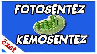 Fotosentez / Kemosentez Özet / AYT Biyoloji