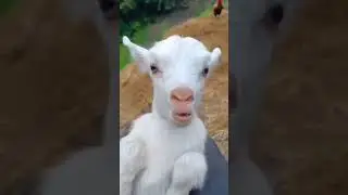 Baby and Goat cute sound 