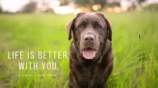 Chocolate Labrador Short Film