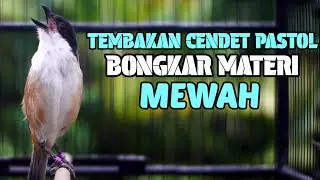 MASTERAN BURUNG CENDET FULL TEMBAKAN SUARA MEWAH AMPUH BIKIN CENDET LAIN BUNYI