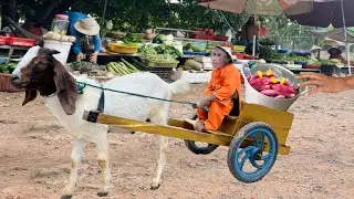 Super smart! Cutis secretly boiled sweet potatoes go country market to sell