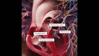 Journey Inside: Exploring Heart Anatomy and Function 