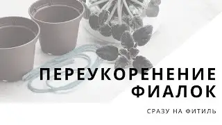 Переукоренение фиалки на фитиль. Несколько советов и пояснений.