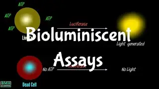 Bioluminiscent Assays  | ATP Bioluminiscent Assays | Bioluminiscent Assays For Cell Viability |