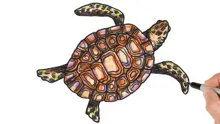 How to Draw Sea Turtle | Easy Animals Drawing