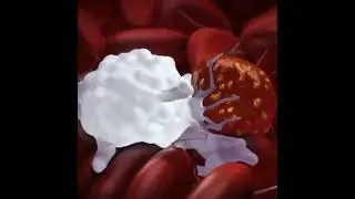 Final Stage. A white blood cell eating a damaged and I'll blood cell.