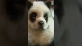 CRUEL Un zoológico en China pintaba a perros como osos pandas 🐼🤔 