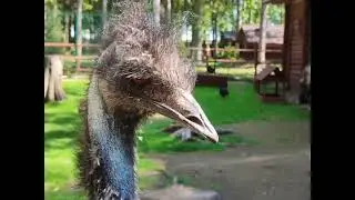 Живой уголок летом в Партизанской деревне