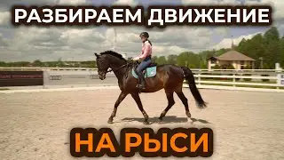 Работа на рыси / Посадка на рыси / Строевая и учебная рысь  / Виды рыси / Нога облегчения на рыси