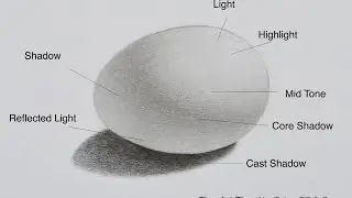 How to Shade - How to draw an egg - Shadows