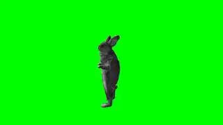 Cute Rabbit Human Dance Gestures Green Screen Animated Extended Pack
