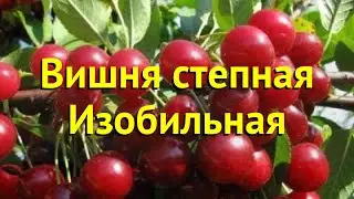 Лавровишня. Краткий обзор, описание характеристик, где купить саженцы prunus izobilnaya изобильная