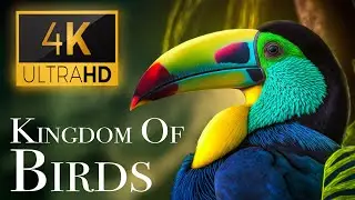 The Kingdom of Birds 4K - Stunning Bird Sounds In The Forest | Scenic Relaxation Film