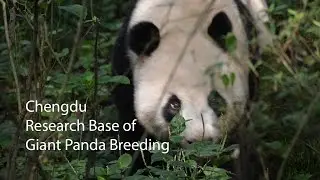 Chengdu Research Base of Giant Panda Breeding