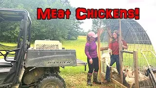 Putting Our Pasture Raised Meat Chickens In The Freezer! 