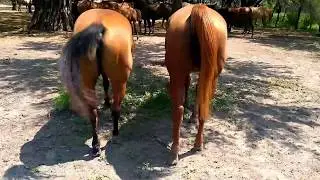 RANCHOLAROSA. YEGUAS INSEMINADAS PARA PRODUCTO 2018