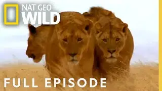 Pack Hunters (Full Episode) | Worlds Deadliest