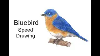 Bluebird Time-lapse / Speed Drawing