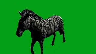 Zebra walking green screen video | Copyright Free