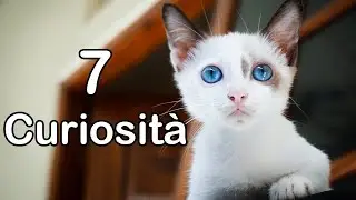 7 Curiosità sui Gatti