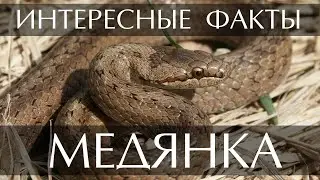 Медянка - интересные факты