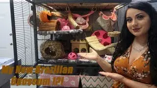 Meet My Brazilian Opossum | Short Tailed Opossum Cage Tour |  Opossum Basics