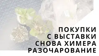 Покупки фиалок. Новая химерка. Разочарование.