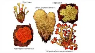 Лишайники
