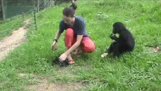 Kids copy useless gestures. Bonobos don't. | Science News