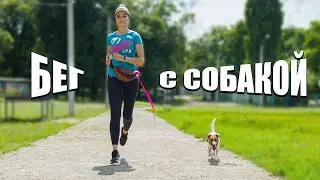 Бег с собакой для начинающих | Как бегать с собакой?