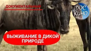 🎭 ВЫЖИВАНИЕ В ДИКОЙ ПРИРОДЕ🌎 ДОКУМЕНТАЛЬНОЕ КИНО 🎆 2015