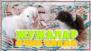 ЖУЖАЛАР ОЧИБ ЧИКДИ... | КУТИЛГАН ДАКИКАЛАР | @ALPHA Aziko