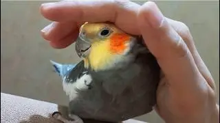 Cockatiel bird adorable moments | Cute cockatiel bird | Best cockatiel video #cockatiel #parrot