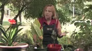 How to Prune Cannas