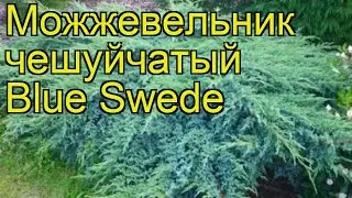 Можжевельник чешуйчатый Блю свид. Краткий обзор, описание juniperus squamata Blue Swede