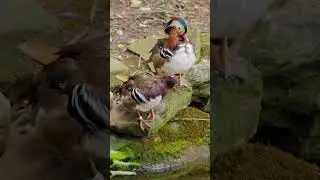 Mandarin Duck: Beautiful bird 😍 