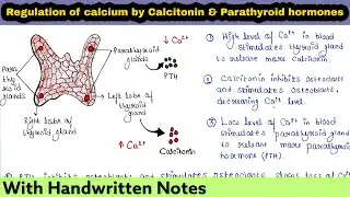 Calcitonin and Parathyroid hormone (PTH) | Regulation of Calcium ions in blood