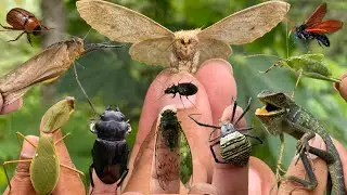 insect collection;explore an amazing world|praying mantis