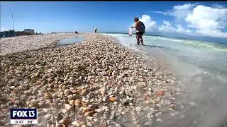 Lido Beach covered with rare shells