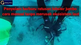 Penyelam hasilkan puluhan juta per hari dari hasil menangkap lobster