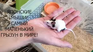 ЯПОНСКИЕ МЫШИ (Генеральная уборка)