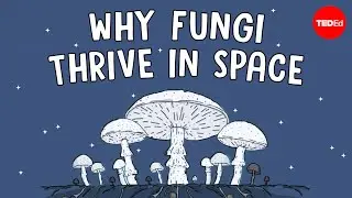 Why are scientists shooting mushrooms into space? - Shannon Odell