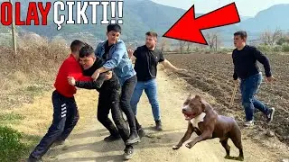 KÖPEKLERİ ÇALMAYA ÇALIŞINCA ORTALIK FENA KARIŞTI!