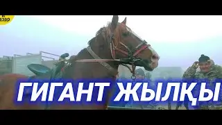 Сарыағаш мал базары | Мал базар 2024 | Жылқы базар