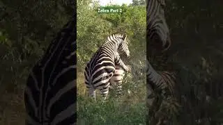 Zebra Mating Part 2/Zebra Meeting 